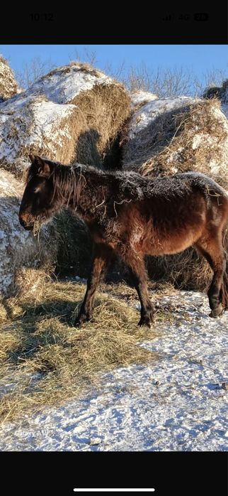 Продается полтарашка жеребцы