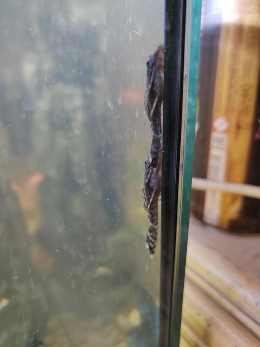 Сомы | Сомики | Сомята анцитрус