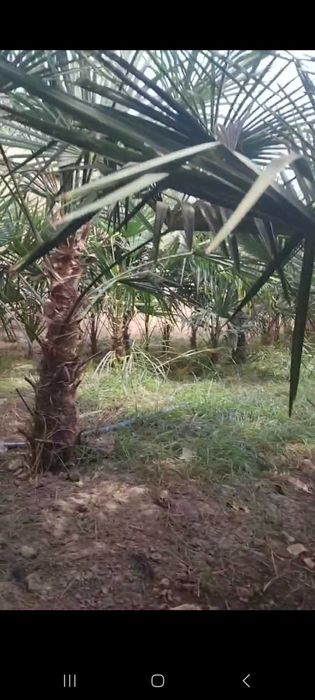 Трёхкорпус акция нархларида сотилади