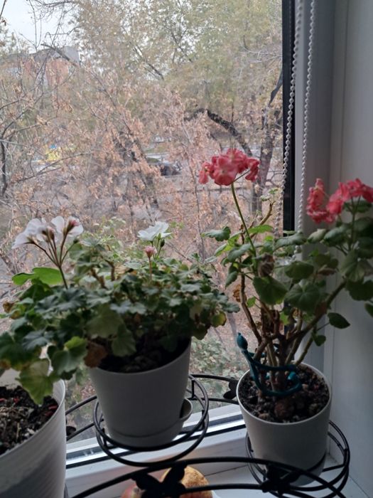 Распродажа комнатных цветов