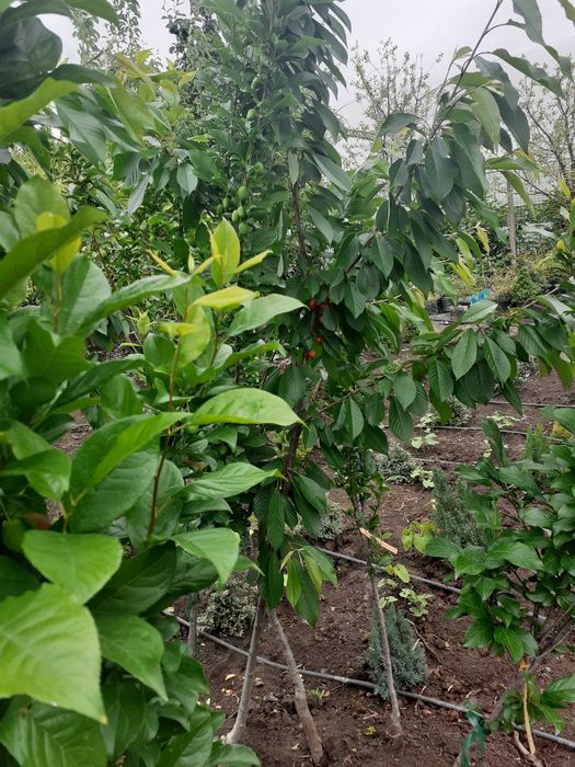 pomi fructiferi la balot intrati pe rod