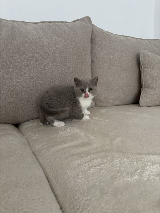 British shorthair