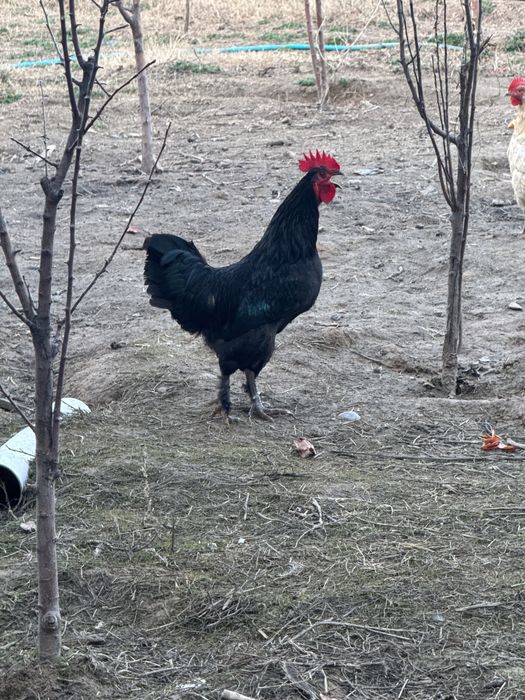 Qora shaxzoda sotiladi xoroz