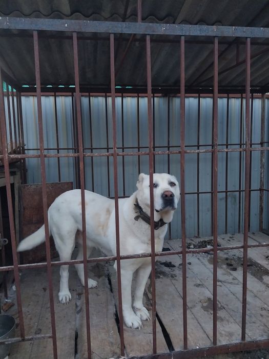 Вольер вместе с алабаем