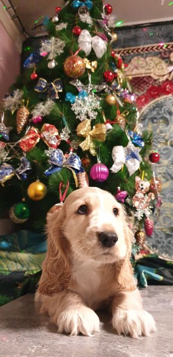 ГОТОВ к продаже щенок АНГЛИЙСКОГО спаниеля