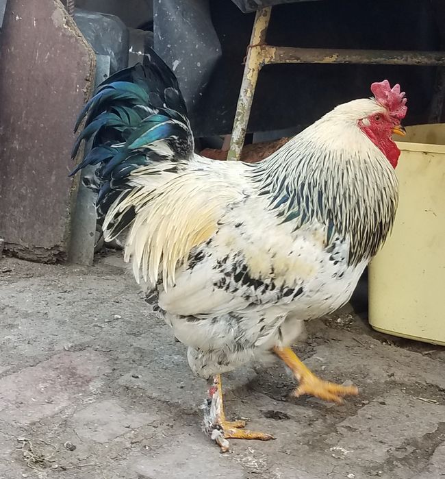 vind pereche cocos si gaina