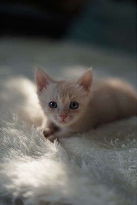 2-х месячные котята