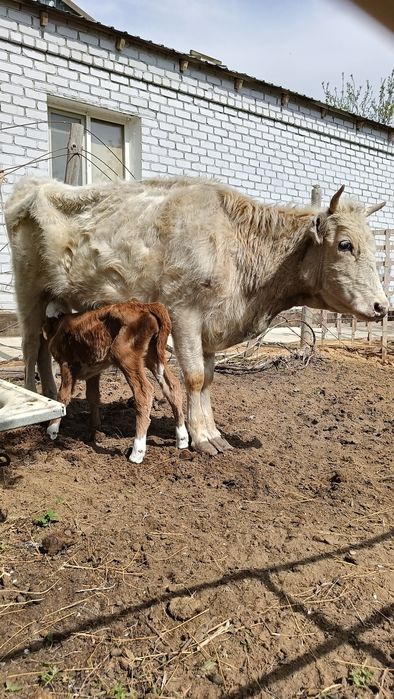 Бұзаулы сиыр сатылады.