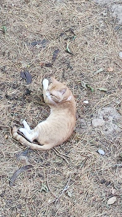 Нашеёлся Кот рыжий