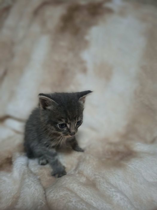 Котята бесплатно