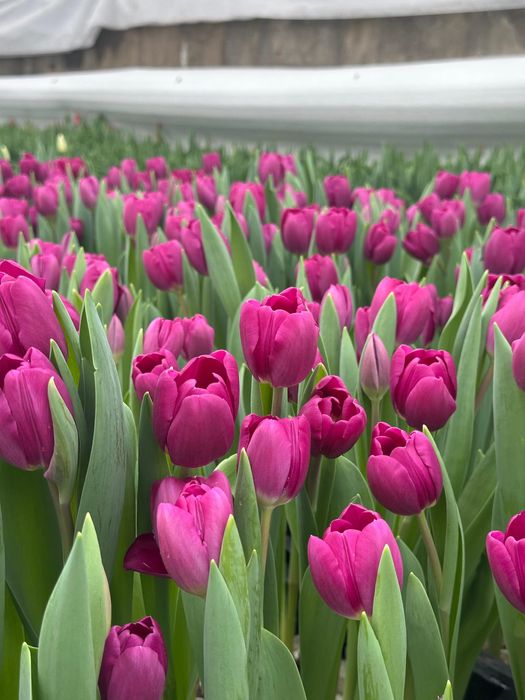 Тюльпаны премиум качества