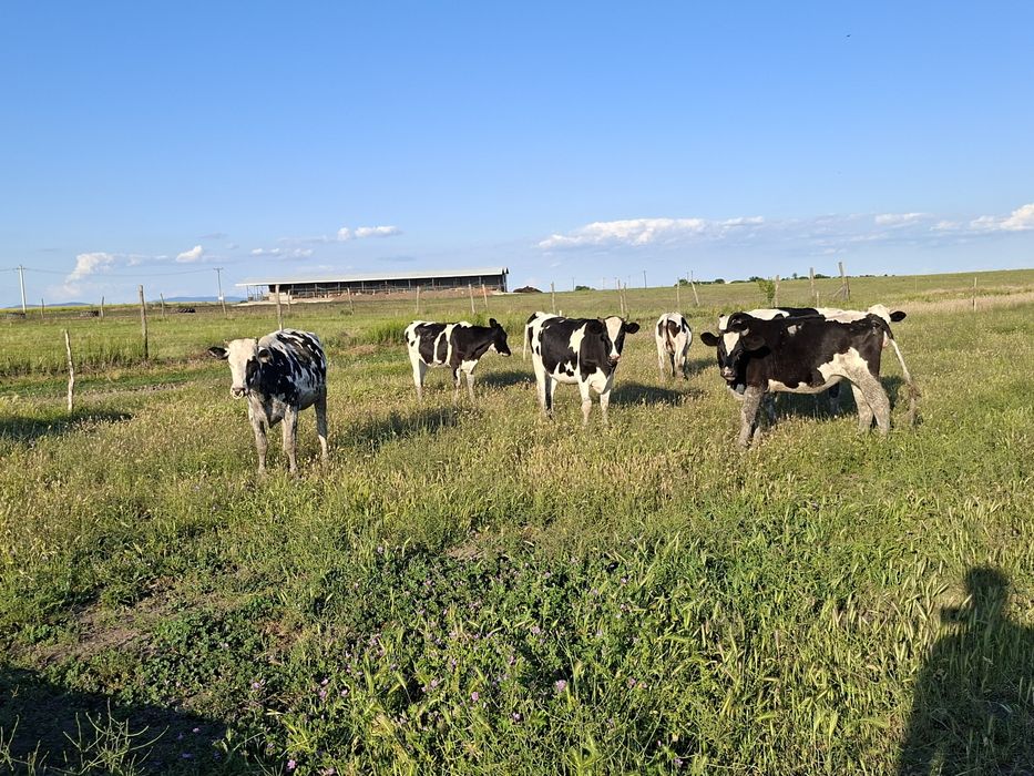 Vițele Holstein de vânzare