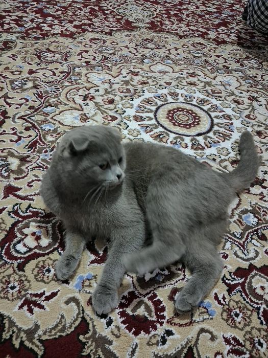 Aqqilli va muloyim mushuk