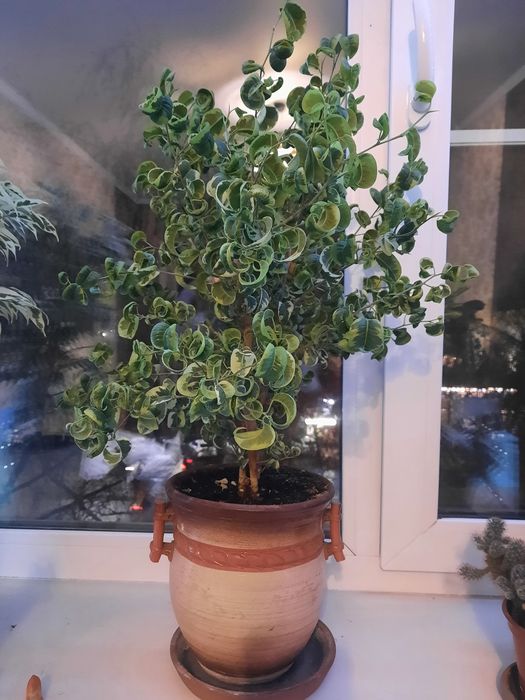 Продам цветок фикус