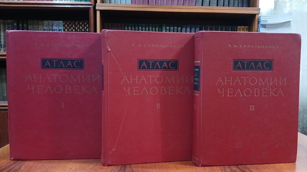 Атлас анатомии человека. Синельников