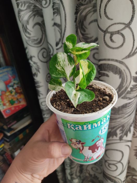 Продам цветы комнатные