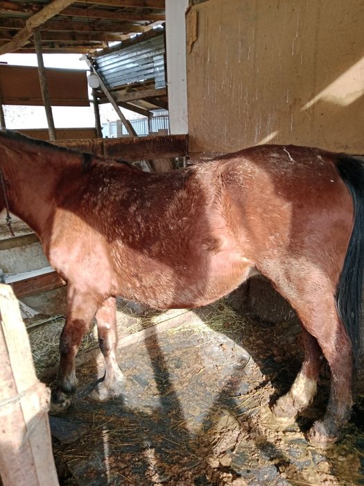 Бие буаз 3 ши тума