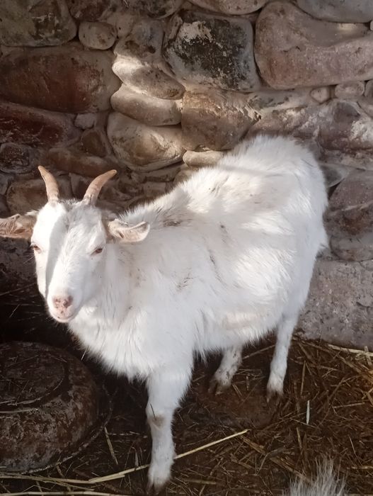 Продам козу и козлёнка