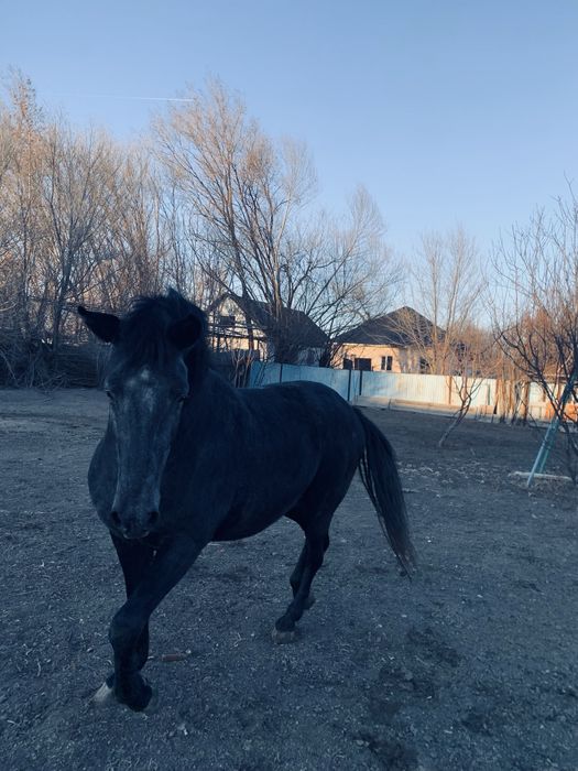 Айғыр сатылады міңгі