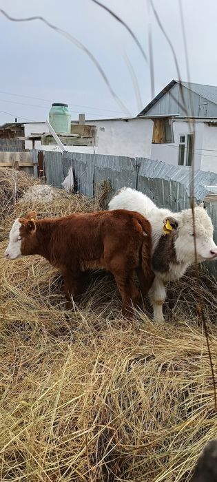 Бұзаулы сиырлар сатылады