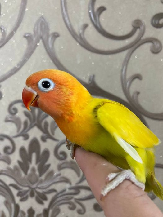Ruchnoy papugay narazluchnik sotiladi