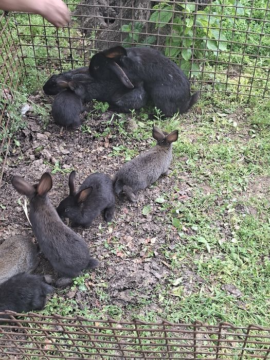 Продаются крольчата 7шт