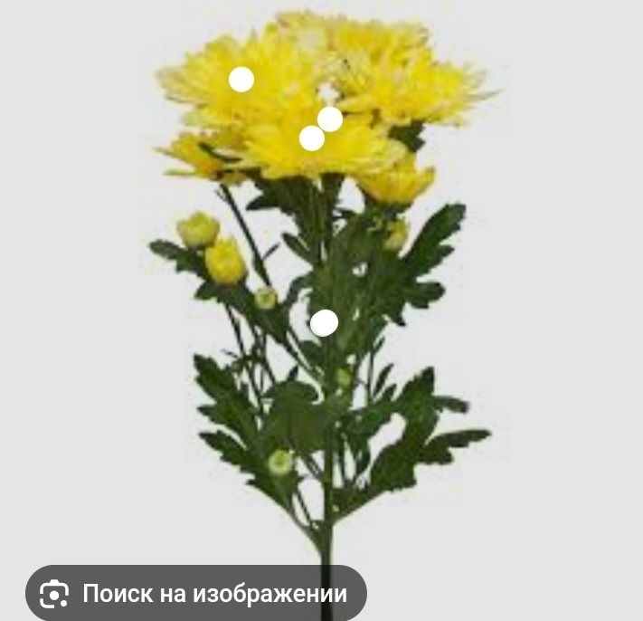 Хризантема сары түсті летный сатылады