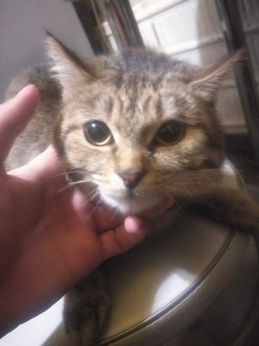 Отдам кота в хорошие руки