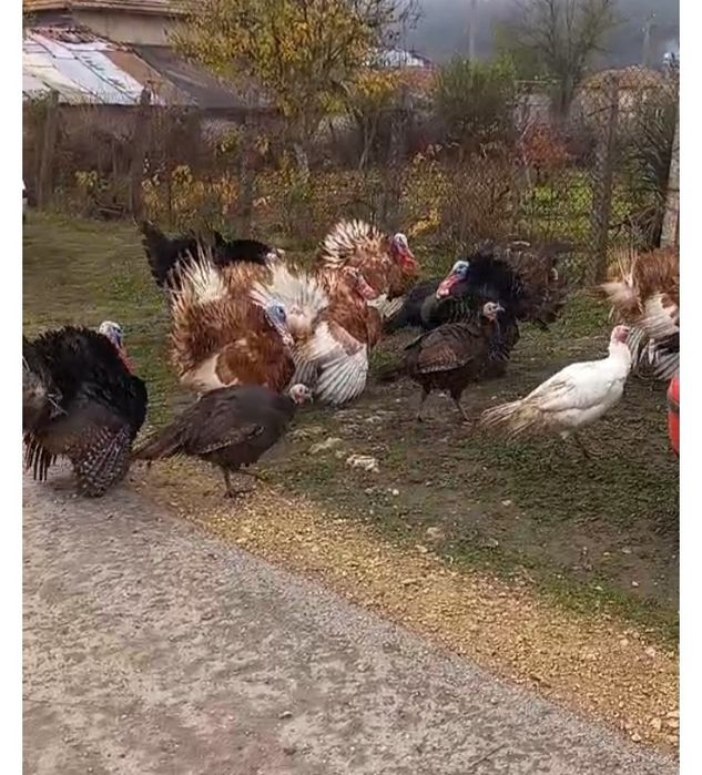 Селски Пуяк и пуйки