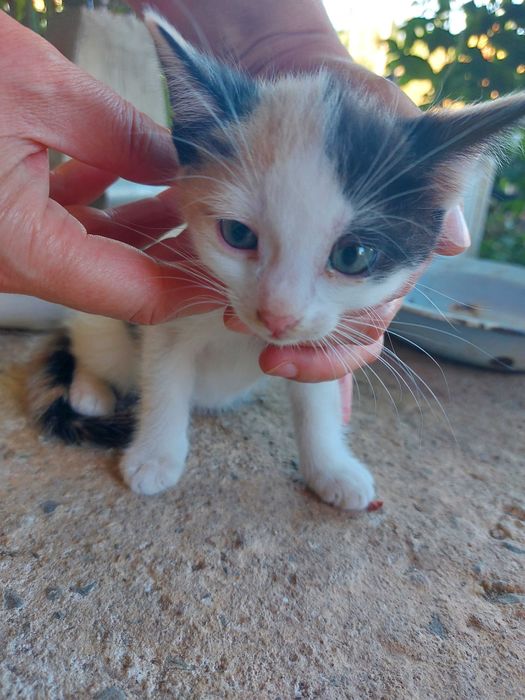 Подарявам котенца