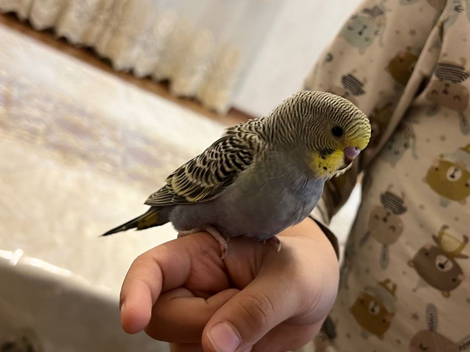 To’tiqush valnistiy волнистый попугай