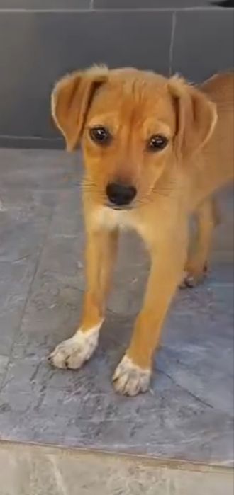Adoptie GRATIS caini/catelusi  talie mica