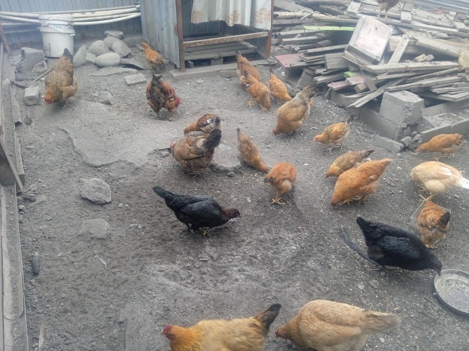 Куры цыплята продам