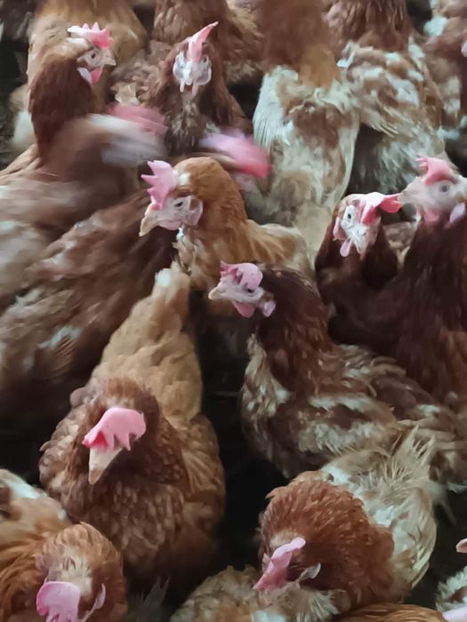 Gaini rosi ouatoare / Gaini de ouat de vanzare