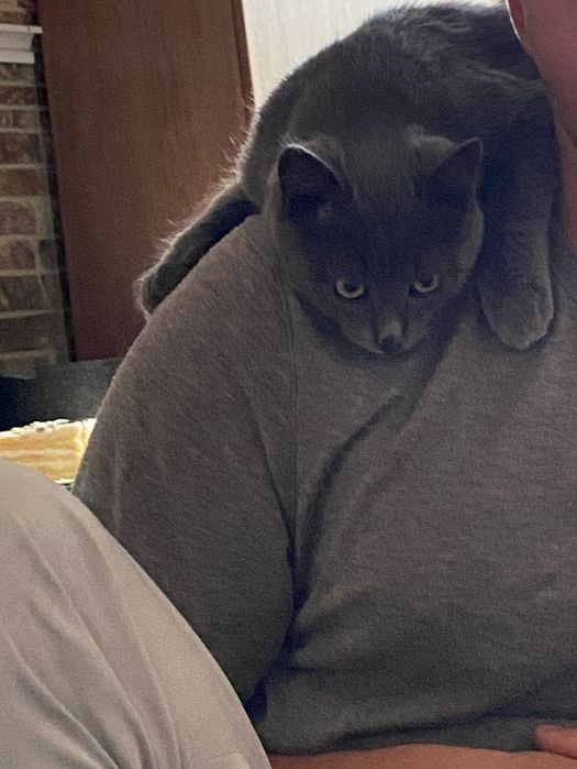 Отдам в добрые руки