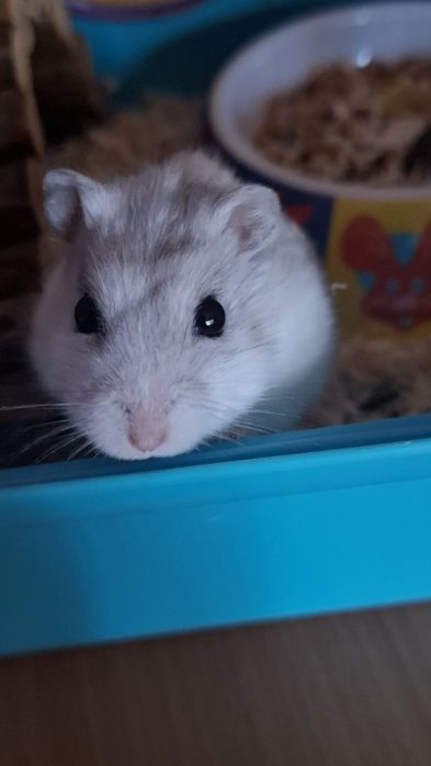 Hamster pitic  de cateva luni