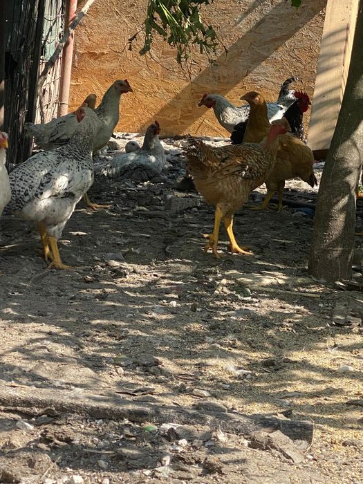Puicuțe,cocosi tineret 3 luni