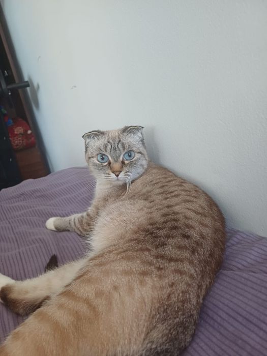 Кошка вислоухая шотландка