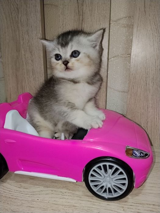 Британска шиншилла серебро!
