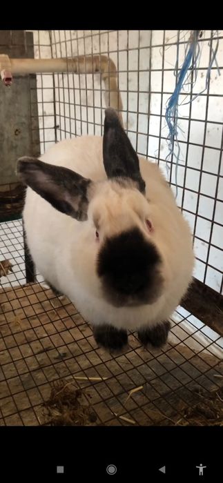 Kalif Kaliforniya qoshli Калифорния калиф кошли  кролик quy