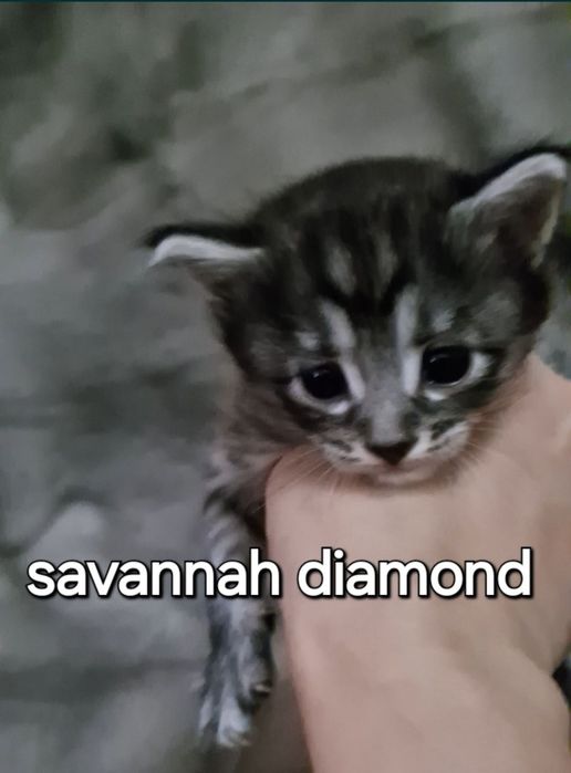 Саванна ф6 подростки