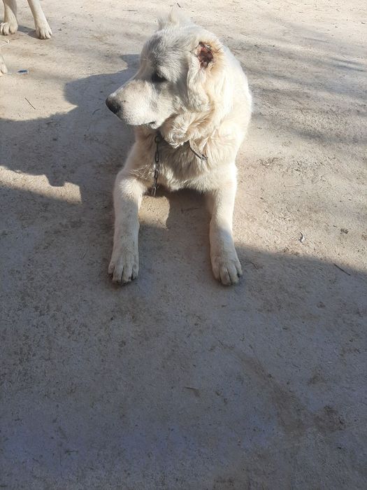 Алабай Сотилади.