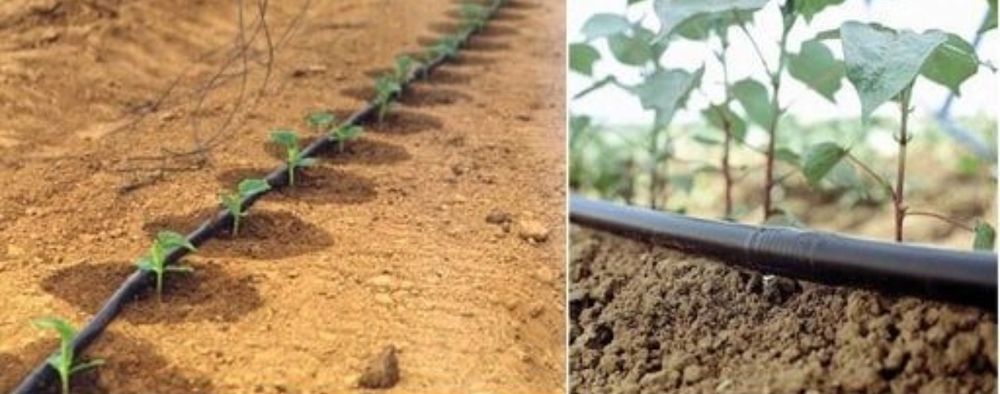 Tomchilatb sug'orish tizimi  Система капельного орошения