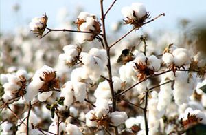 Памук семена 50 бр.