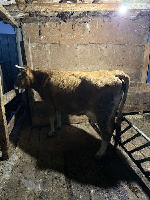 Дойная корова с теленком