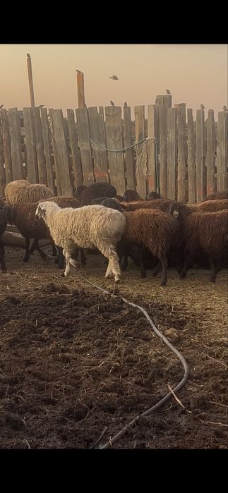 Продам багланчиков