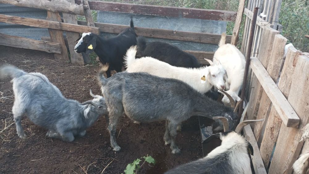 Продам коз вместе с козлятами