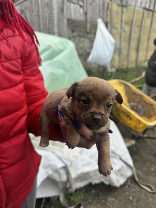 Ofer spre adoptie cateii