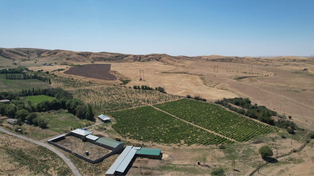 Мал қора + алма бағы арендаға беріледі