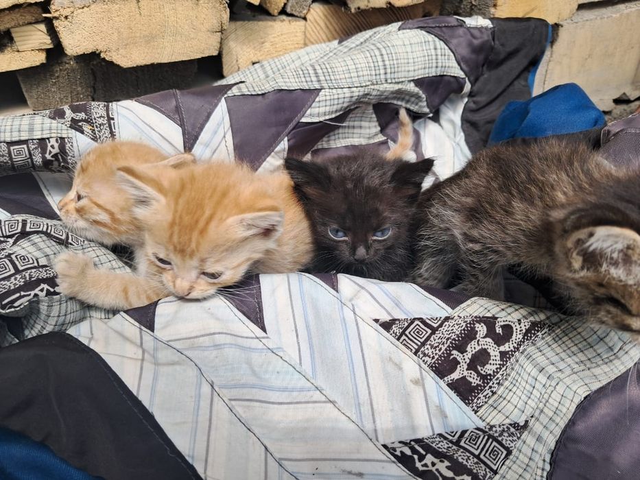 Отдам котят в добрые руки